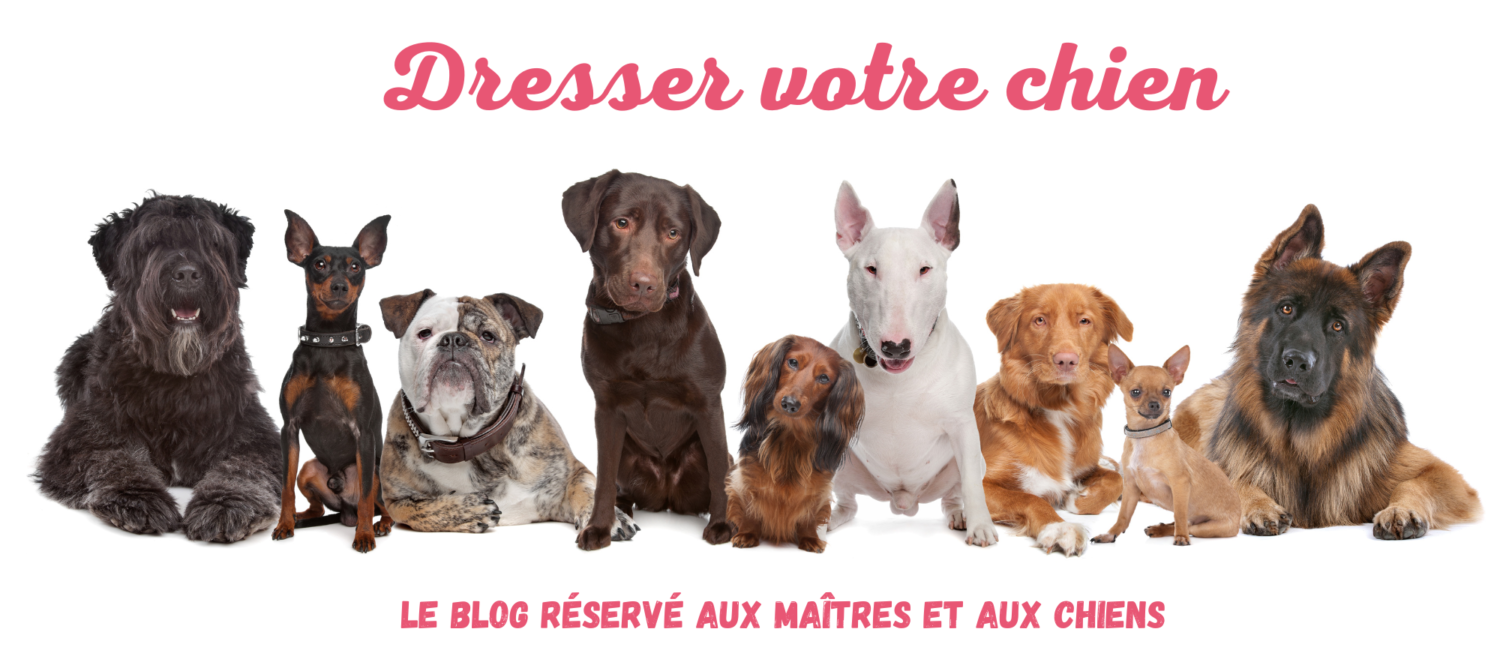 photo dresser votre chien