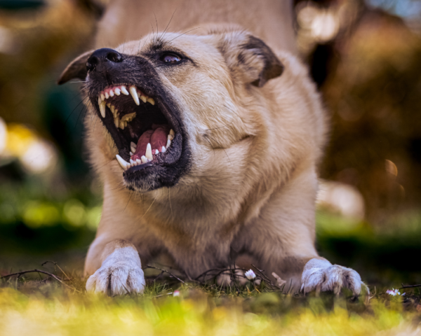 photo chien agressif
mon chien devient agressif que faire