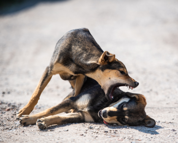 photo bagarre de chien chiens qui se battent