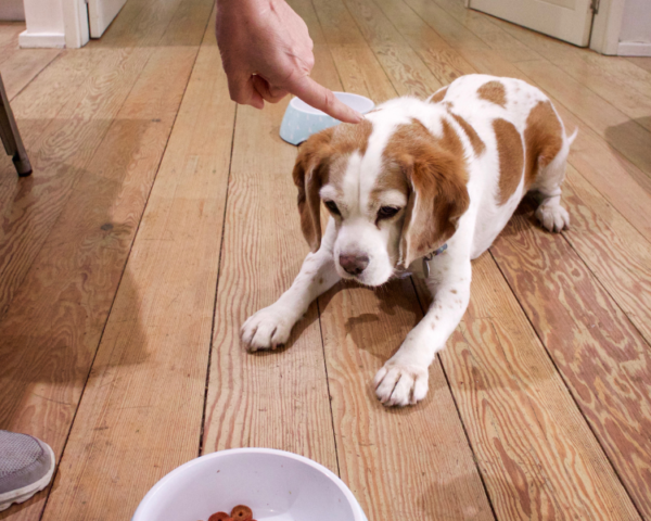 photo chiot mon chiot mange ses crottes chien qui mange son caca