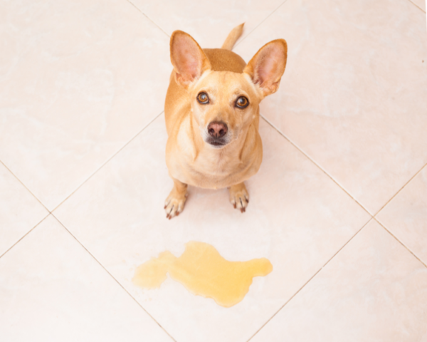 photo chien qui fait pipi chien fait pipi dans la maison mon chien fait pipi la nuit