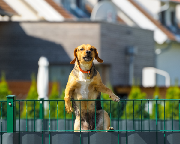 photo chien fugueur mon chien se sauve de la maison mon chien se sauve que faire