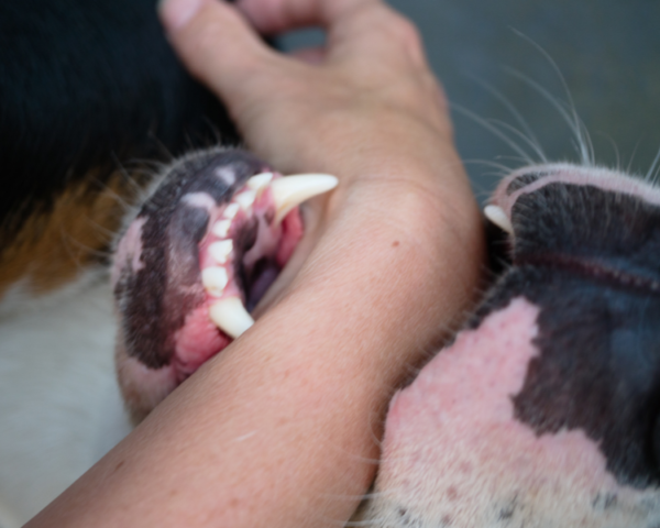 photo chien attaque homme mon chien a mordu