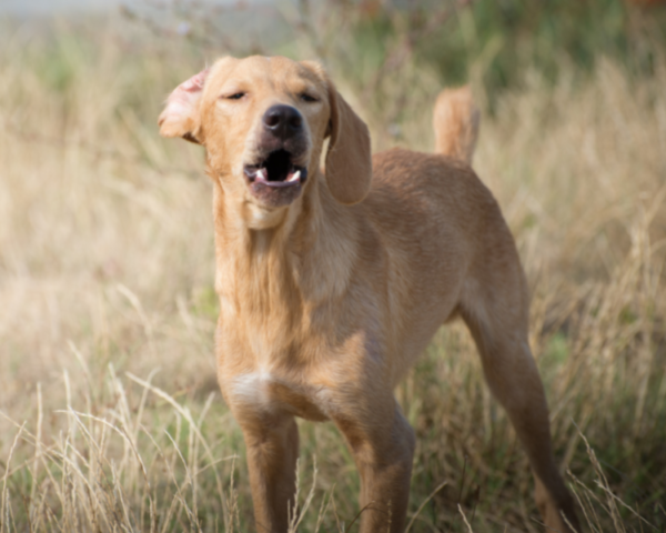 photo chien qui aboie bruit de chien, aboiement