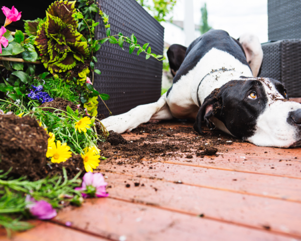 photo mon chien déterre les plantes pourquoi mon chien déterrer les plantes