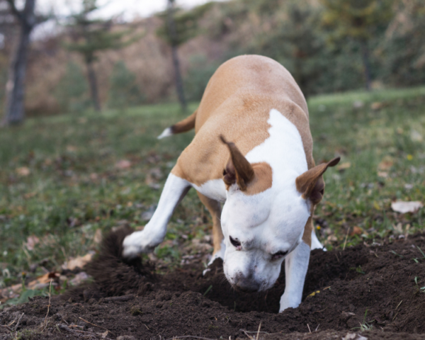 photo mon chien fait des trous dans le jardin chien qui creuse chien qui fait des trous