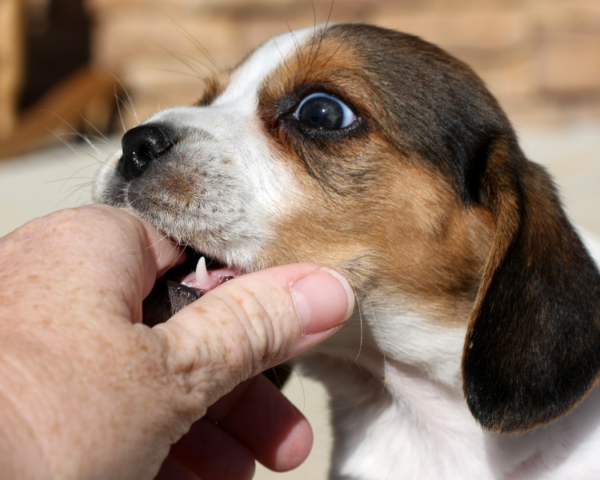 photo chiot qui mordille mon chiot mordille pourquoi mon chien me mordille