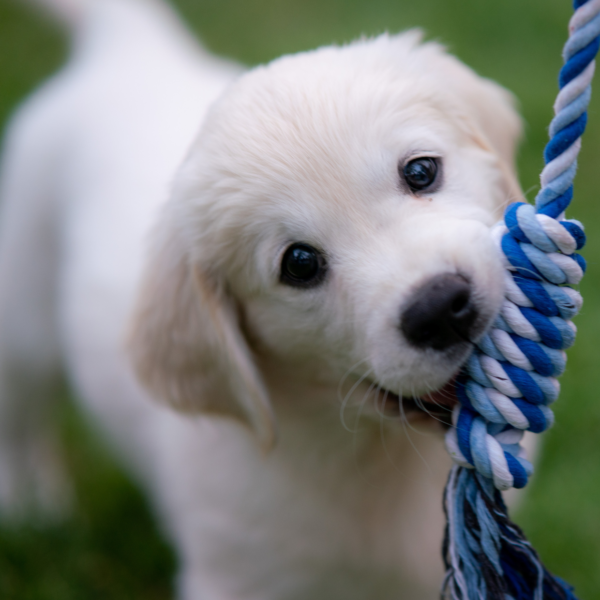 photo chiot qui joue avec son jouet