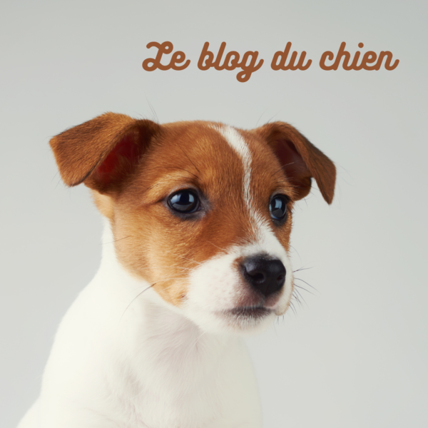 photo blog chien blog canin avec des chiens