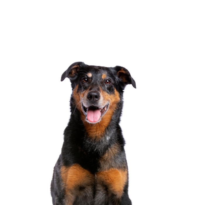 photo race de chien beauceron beaucerons arlequin bosseron