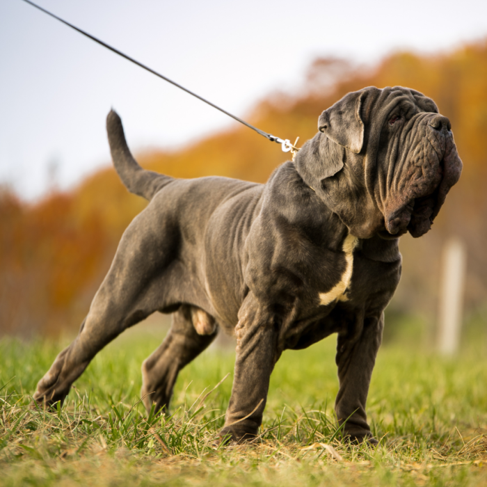 photo race de chien mastiff chiens mastiff mastiff anglais