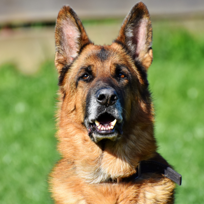 photo race de  chien berger allemand bergers allemands