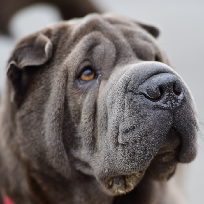 photo race de chien shar pei chiens shar pei