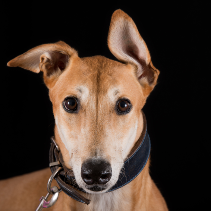 photo race de chien lévrier
lévriers afghans
lévrier italien