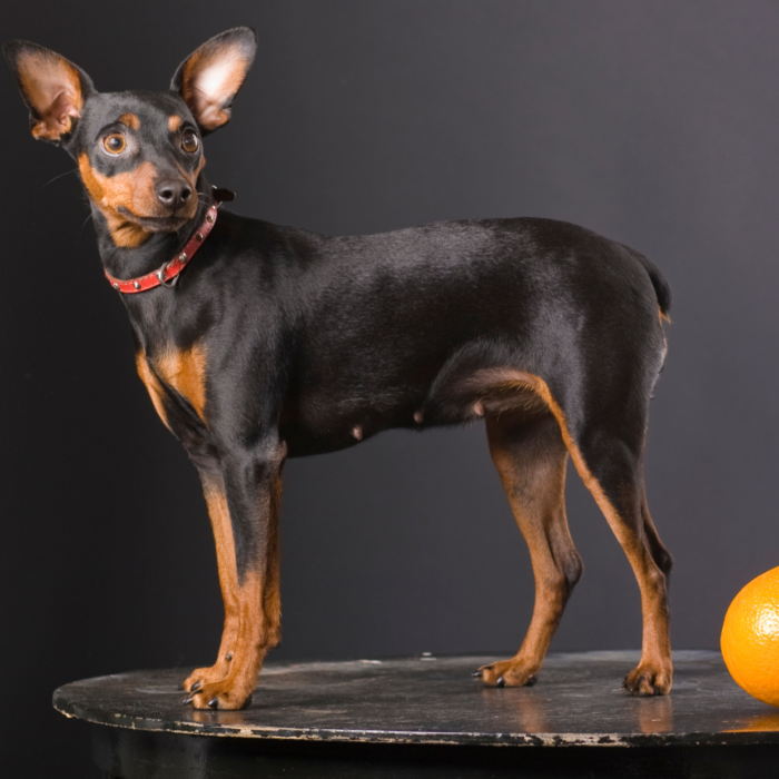 photo race de chien pinscher et pinscher nain poncher nain