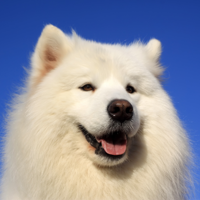 photo race de chien samoyede chiens samoyède chiens samoyede