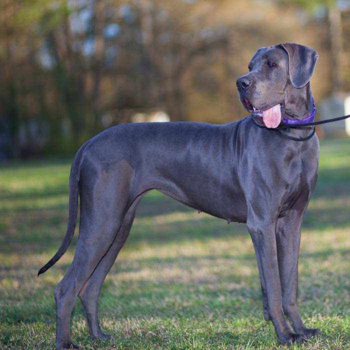 photo race de chien dogue allemandgrand danoisdog allemand