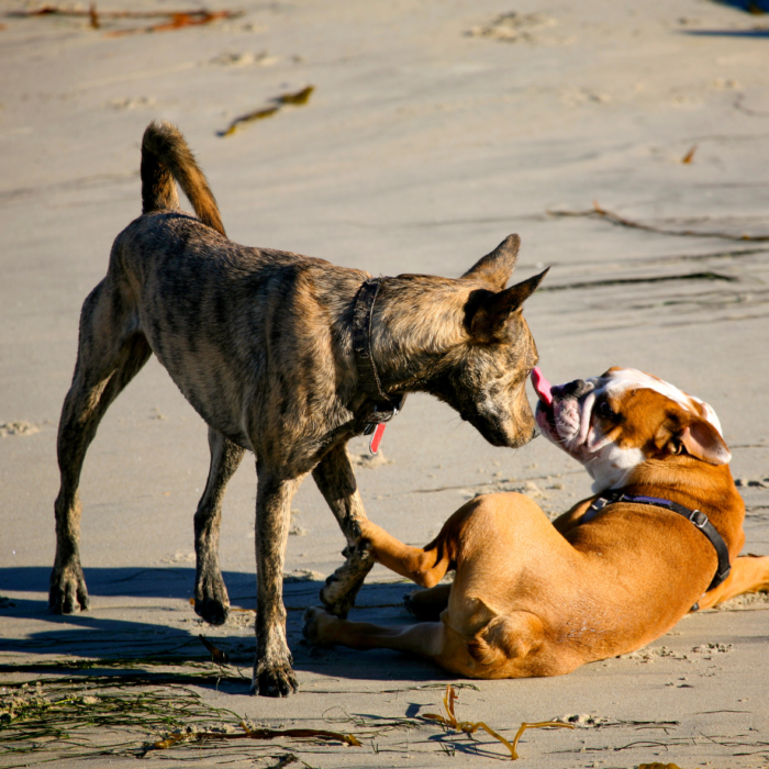 Mon chien est dominant photo avec 2 chien, un chien dominant et un chien soumis