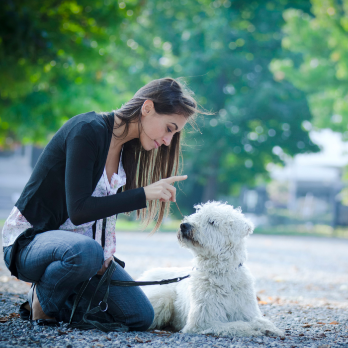 photo chien n'a pas de rappel appeler son chien dresser son chien au rappel