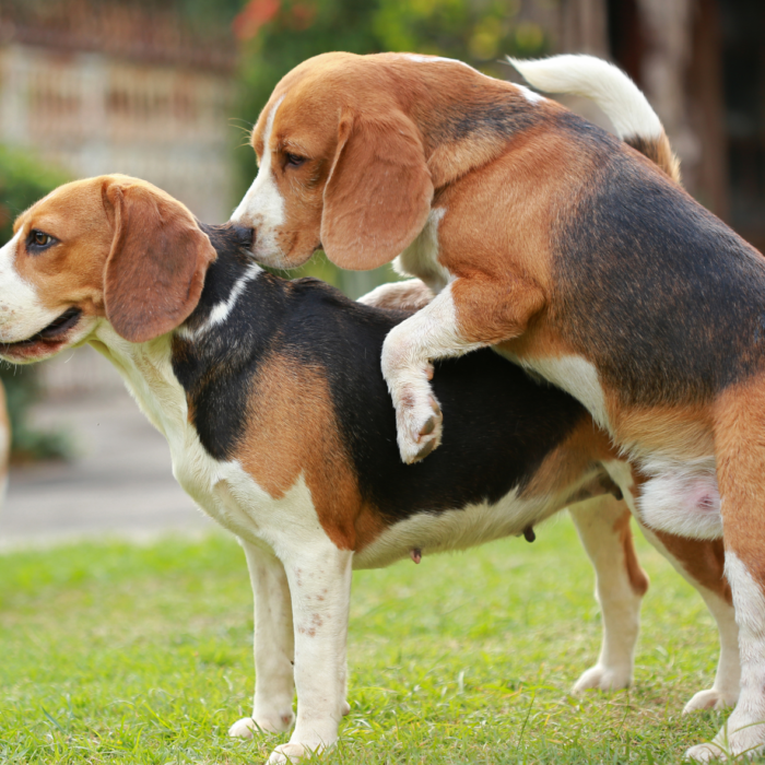 Mon chien est obsédé chien sexe