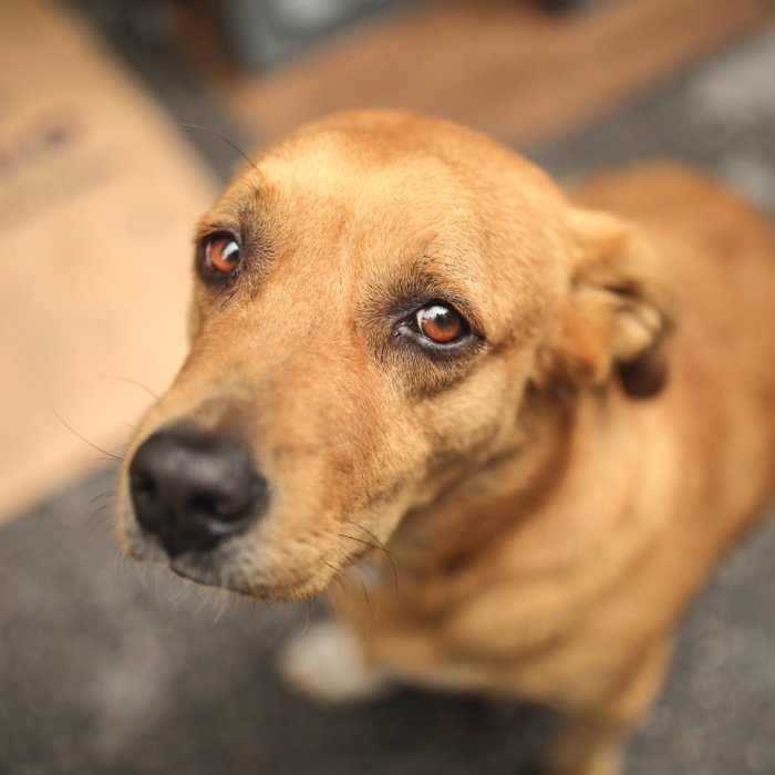 chien battu chien maltraité que faire chien battu que faire